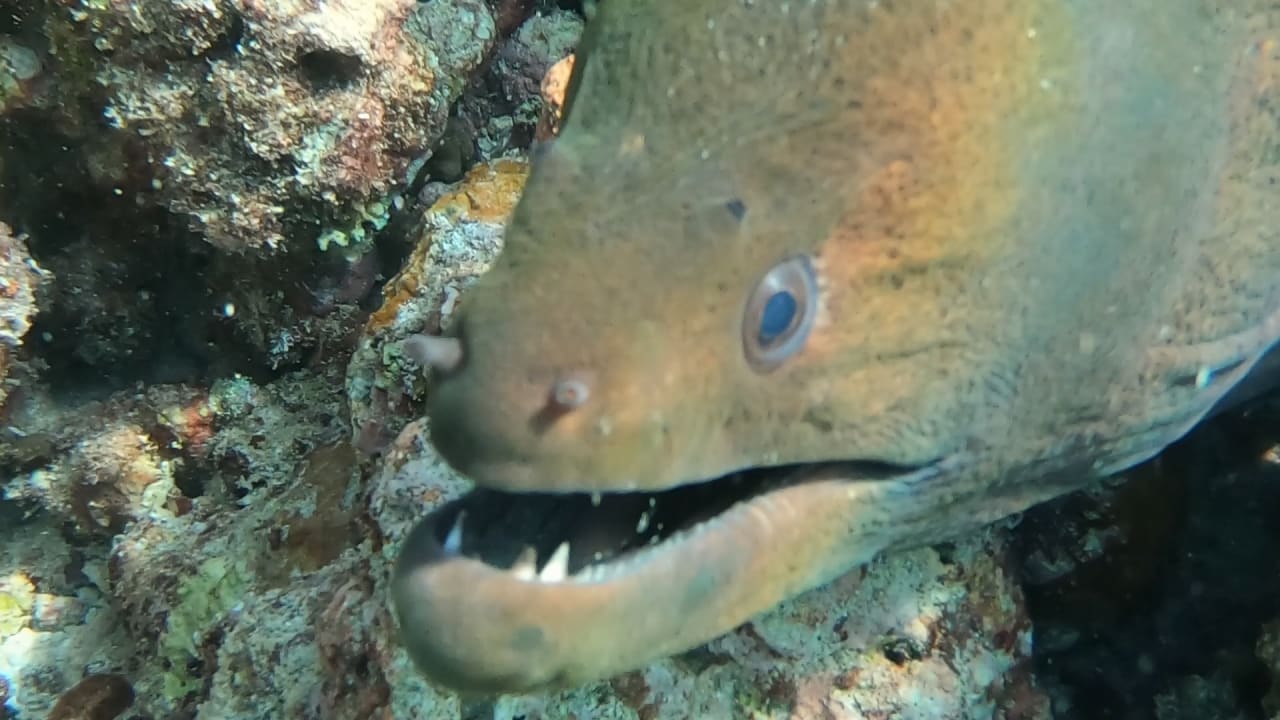 Sport & Freizeit NH Collection Maldives Reethi Resort