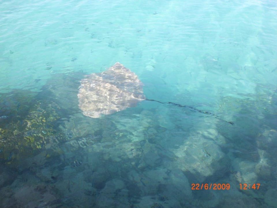 Rochen Summer Island Maldives