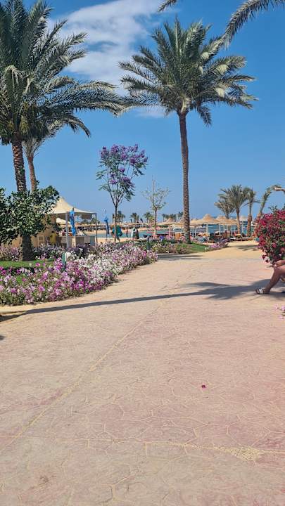 Gartenanlage Desert Rose