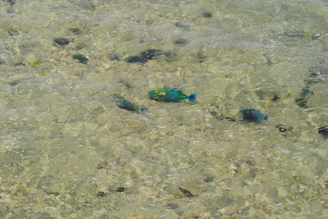 Rybki Serenity Alpha Beach