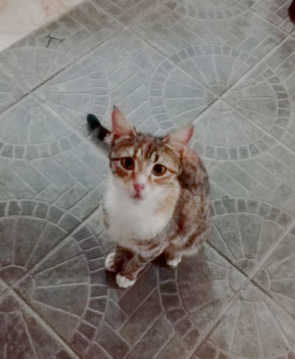 Sonstiges Club Turtas Beach Hotel