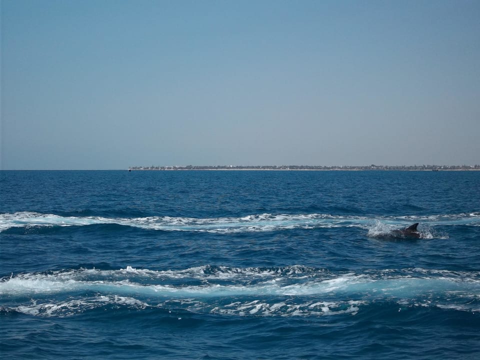 Die woll`n doch nur spielen Hotel El Mouradi Djerba Menzel