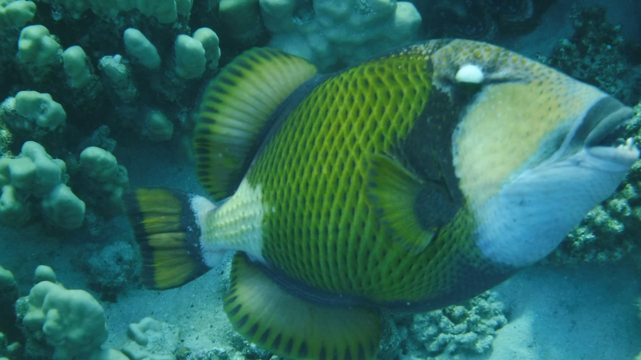 Sport & Freizeit Malikia Resort Abu Dabbab