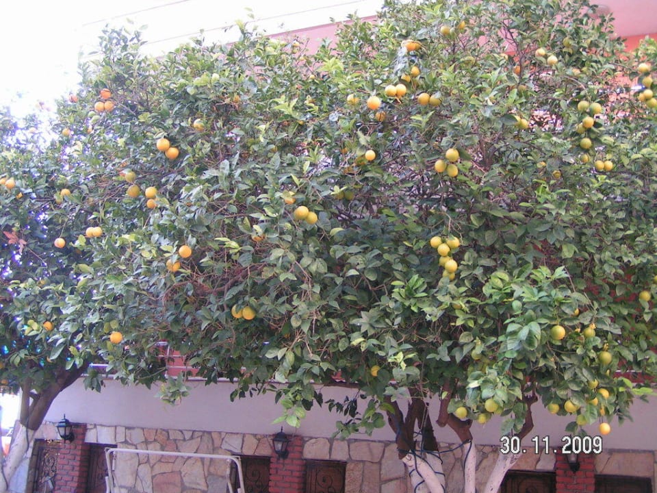 Orangen im Biergarten des Hotels Kleopatra Balik