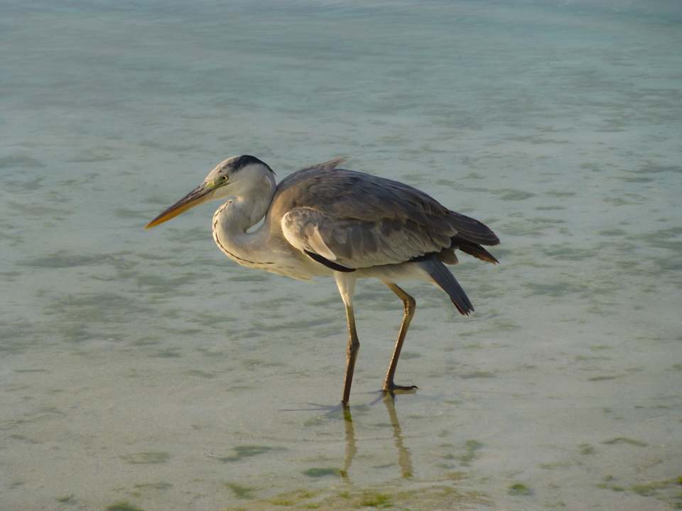 Fischreiher Meeru Maldives Resort Island