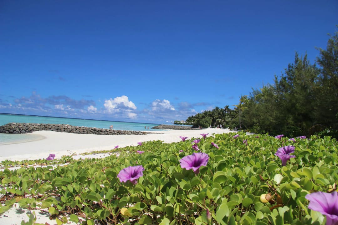 Blumenmeer am Strand Summer Island Maldives
