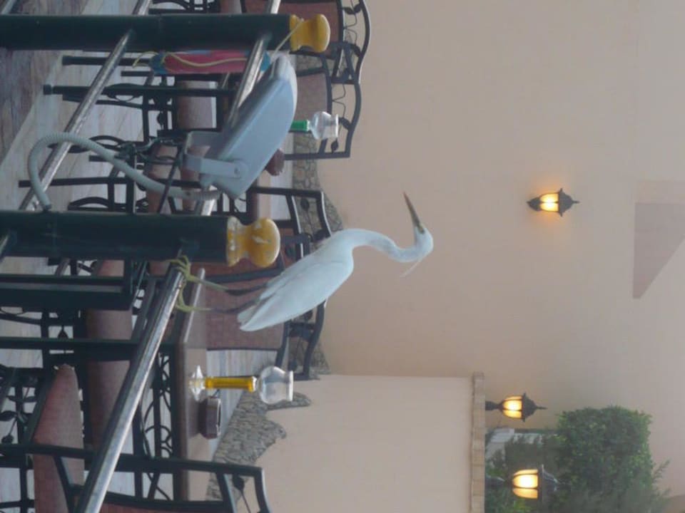 Was für ein Vogel Pickalbatros Dana Beach Resort - Hurghada