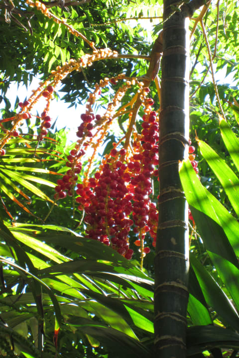 Schönheiten im Hotelgarten Hotel Porto Zarpa