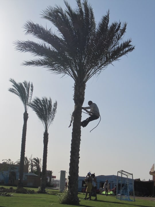 Palmenpflege Stella Beach Resort & Spa Makadi Bay