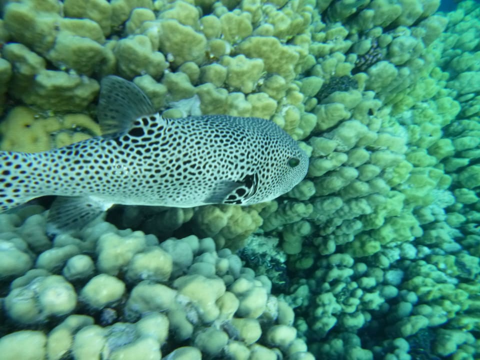 Fisch Rohanou Beach Resort