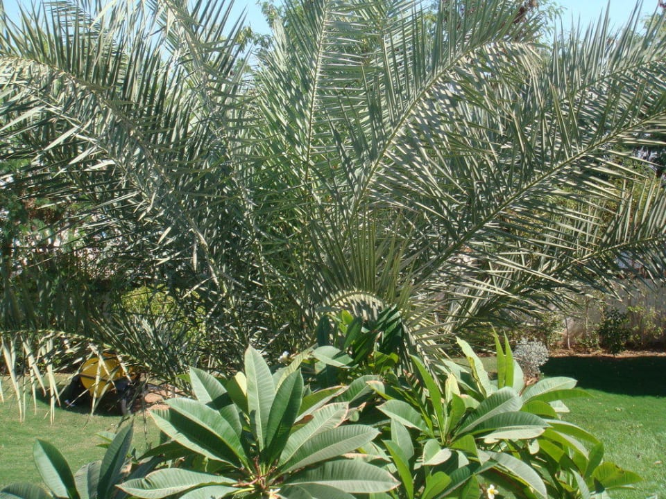 Der Garten Hotel Falcon Hills