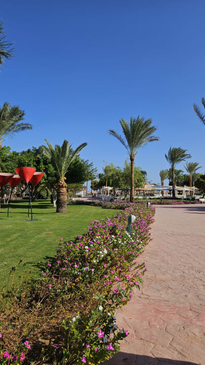 Gartenanlage Desert Rose