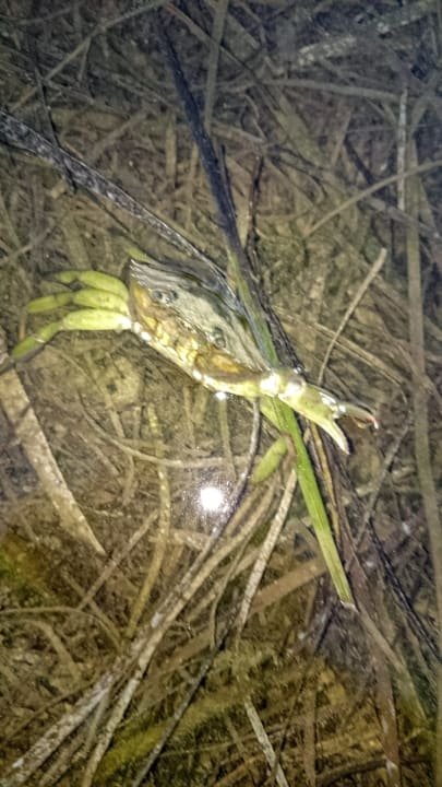 Meerbewohner Villaggio Residence Punta Spin