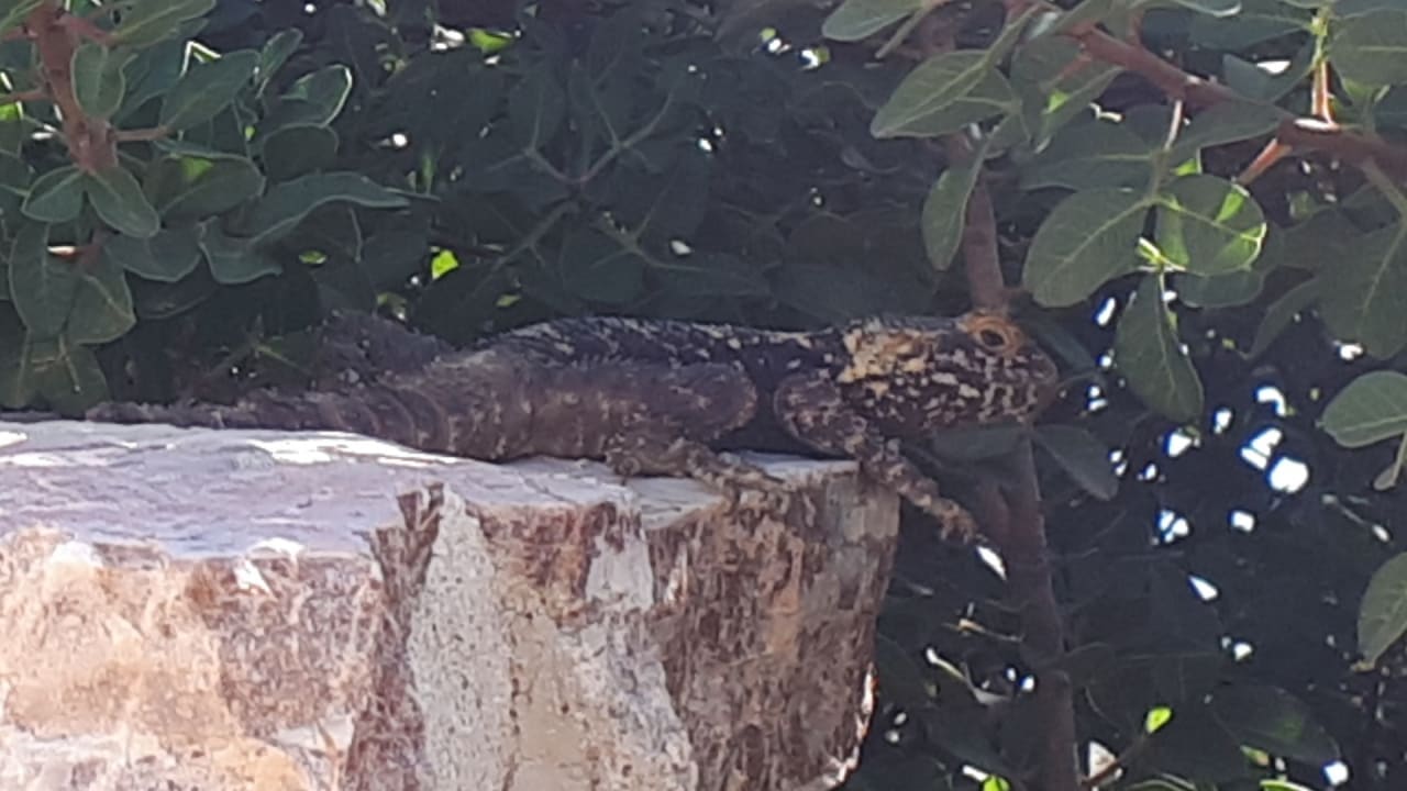 Gartenanlage Hotel Kalithea Horizon Royal