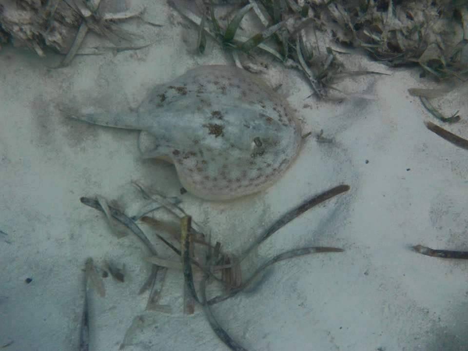 Rochen in unserer Bucht Wyndham Alltra Samana