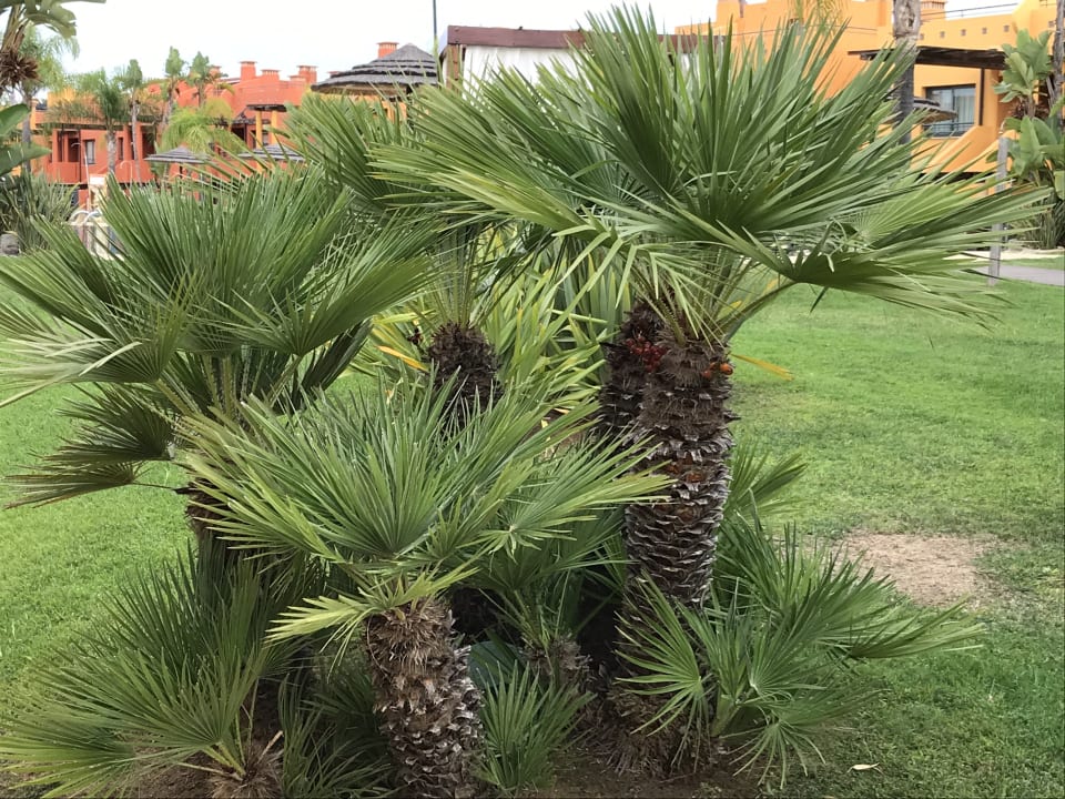 Gartenanlage NH Marina Portimão Resort