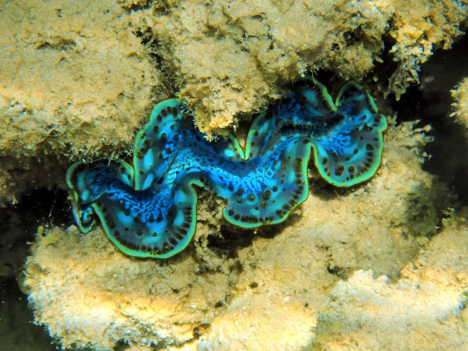 Sport & Freizeit Hotel JAZ Makadi Star & Spa