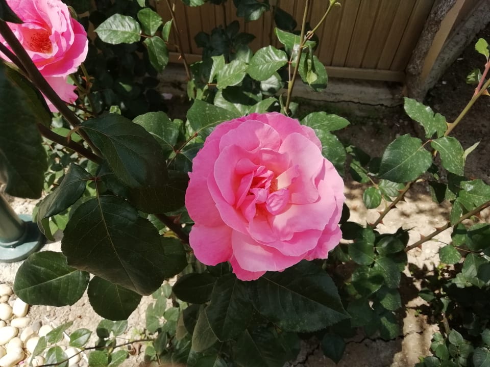 Rosengarten Grand Seker Hotel