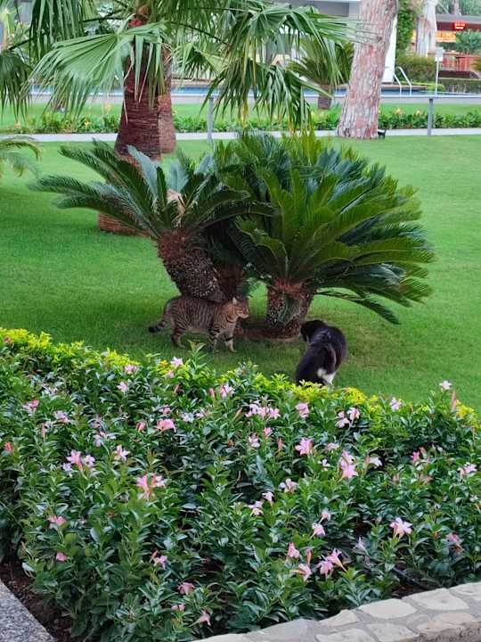 Gartenanlage Acanthus Cennet Barut Collection