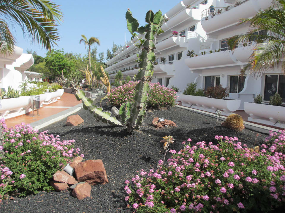 Kakteen allsun App.-Hotel Barlovento