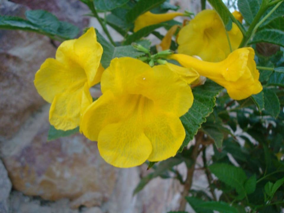 Blumen in der Anlage Sentido Akassia Beach