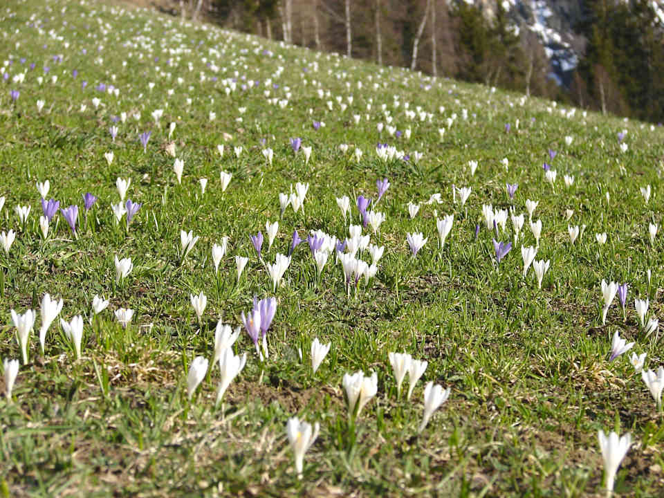 Pension Wiesenhof Wiesenhof