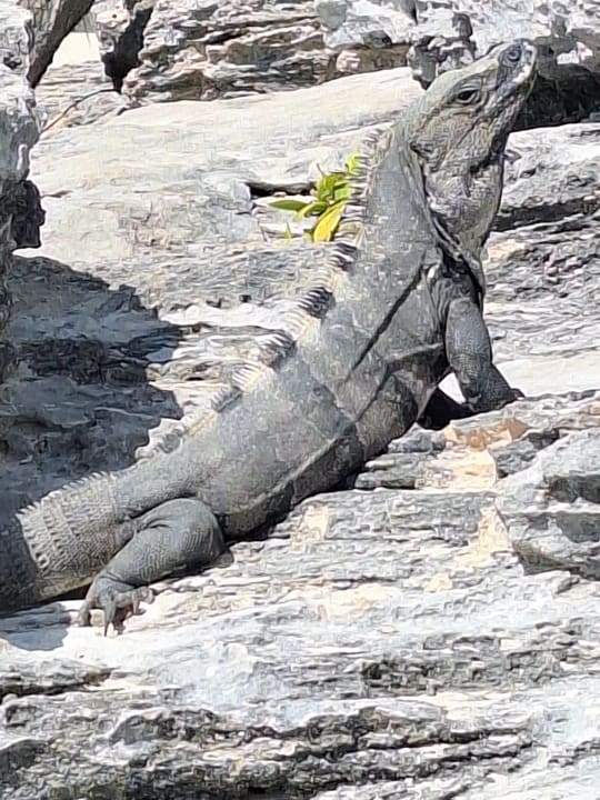 Sonstiges Hotel Riu Tequila