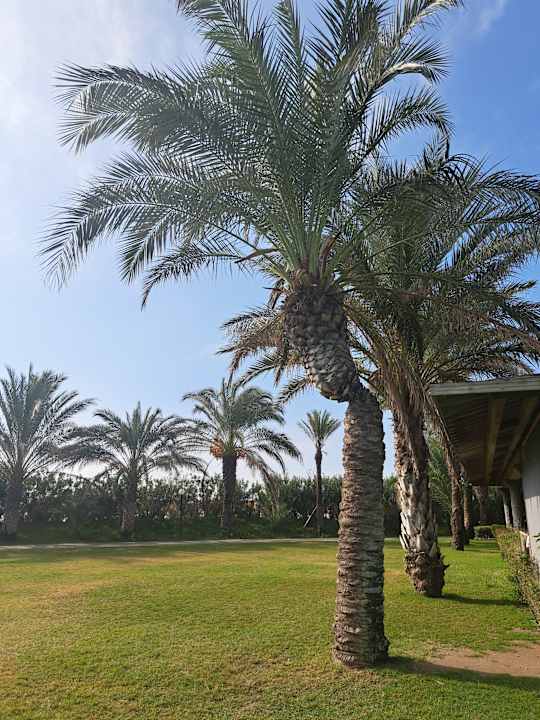 Gartenanlage Royal Wings Hotel