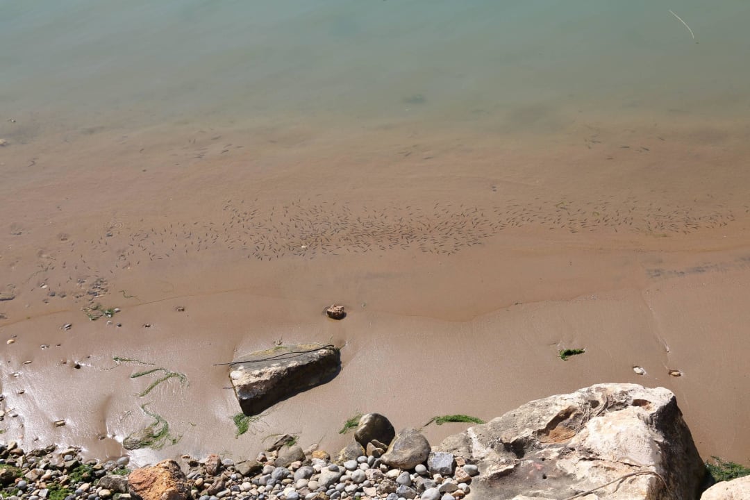 Die gefürchteten Killerfische sind geschlüpft! Sentido Trendy Verbena Beach