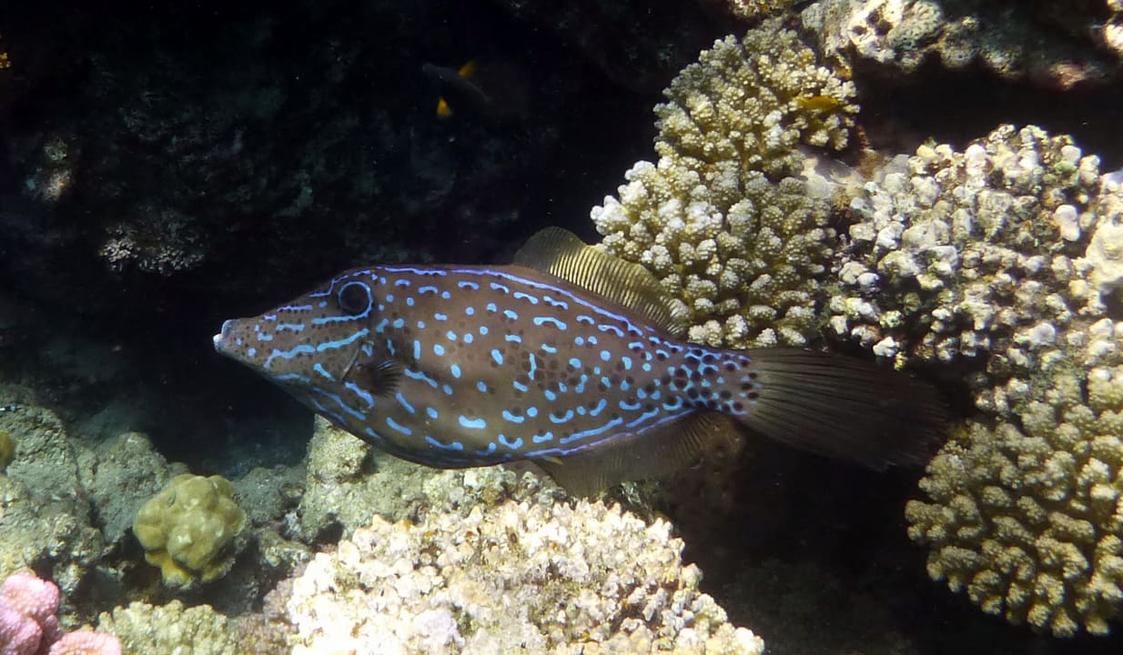 Sport & Freizeit Shams Alam Beach Resort