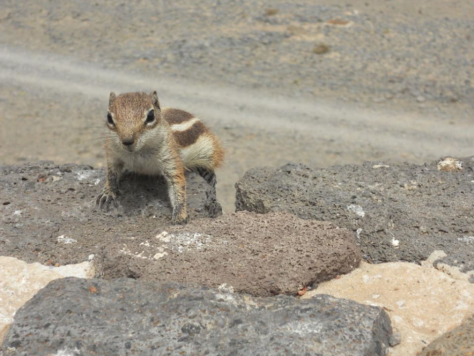Atlashörnchen Club Jandia Princess