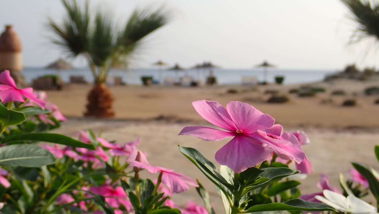 Ausblick Shams Alam Beach Resort