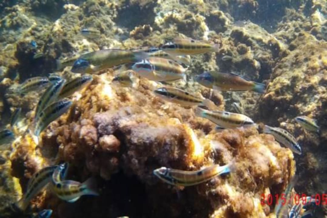 Schwarm Meerpfauen in der Bucht vom  Meli Palace Grecotel Meli Palace