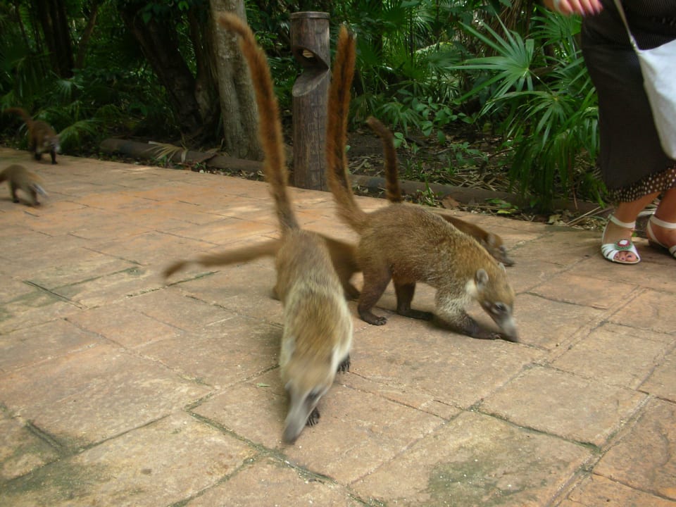 Das Empfangskomitee Catalonia Playa Maroma