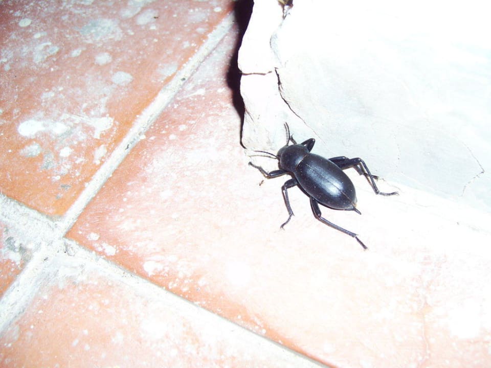 Käfer Royal Karthago Djerba