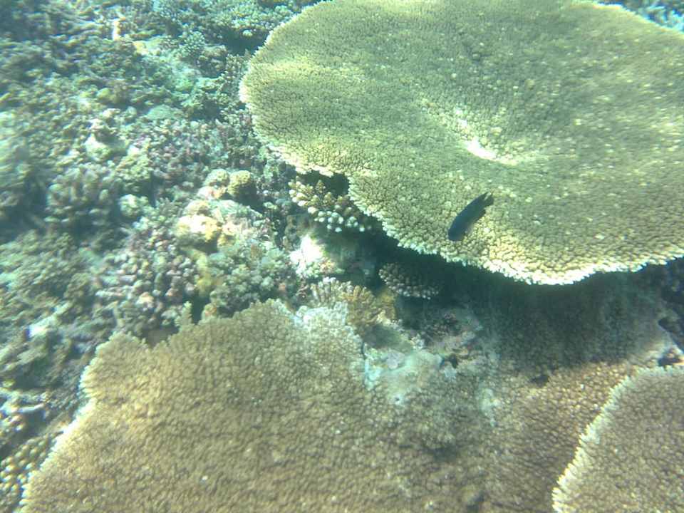 Koralle Summer Island Maldives