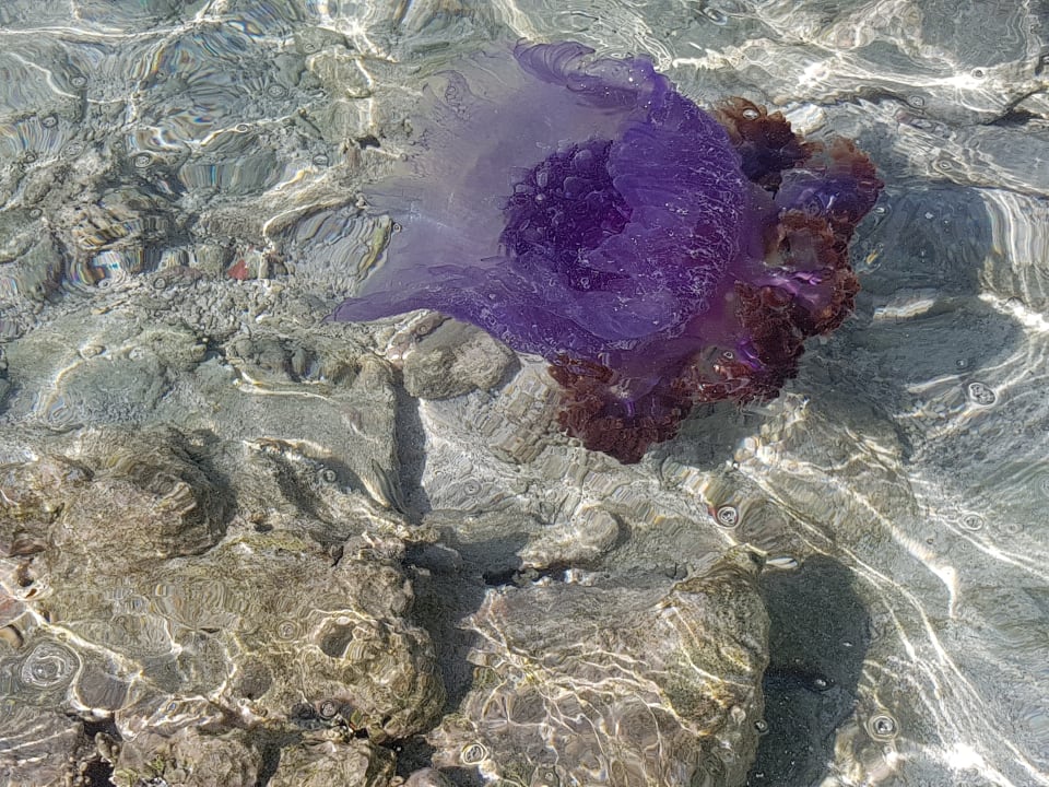 Sport & Freizeit aaaVeee Nature's Paradise