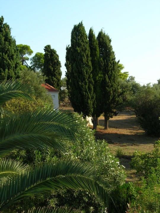 Blick vom Garten in den benachbarten Olivenhain Hotel Paradise