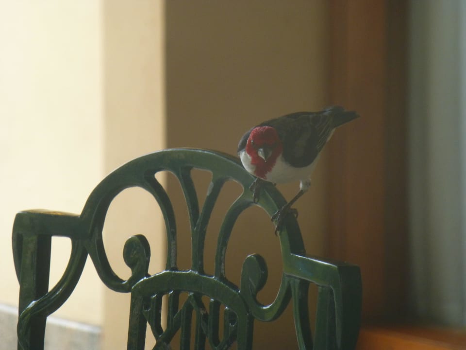 Cardenal  Grand Palladium Imbassai Resort & Spa