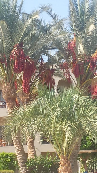 Garten Jaz Mirabel Park & Club