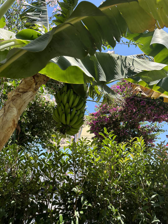 Gartenanlage Rubi Platinum Sign