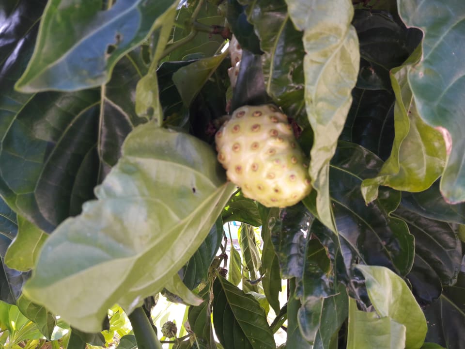 Gartenanlage Akumal Bay Beach & Wellness Resort