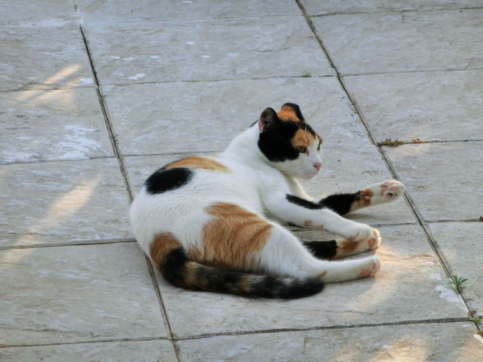 Dies Hauskatze, die faule Socke Hotel Tigaki's Star