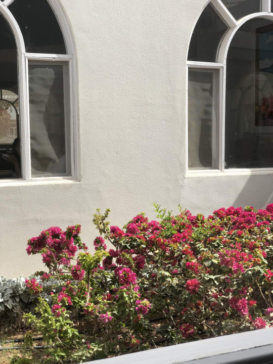 Sonstiges Desert Rose