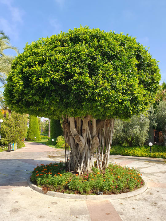 Gartenanlage Starlight Resort Hotel