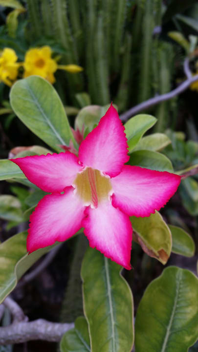 Gartenanlage Royal Zanzibar Beach Resort