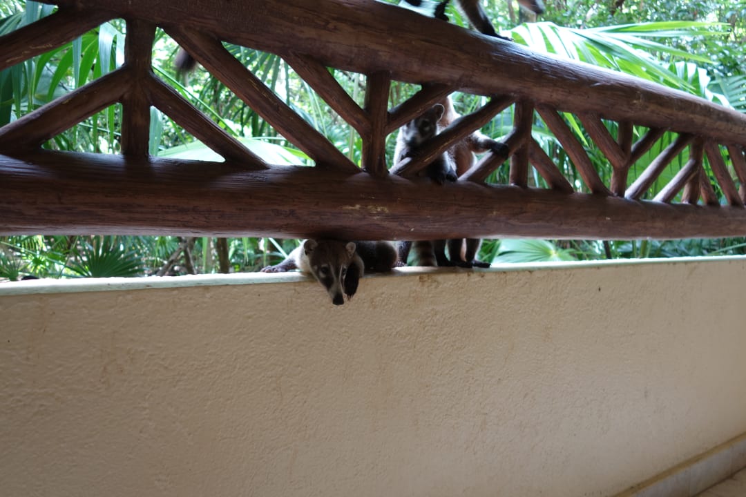 Zimmer Catalonia Royal Tulum Beach & Spa Resort - Adults only