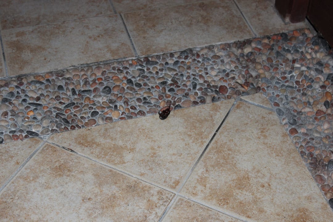 Tote Ungeziefer lagen tagelang rum Medhufushi Island Resort