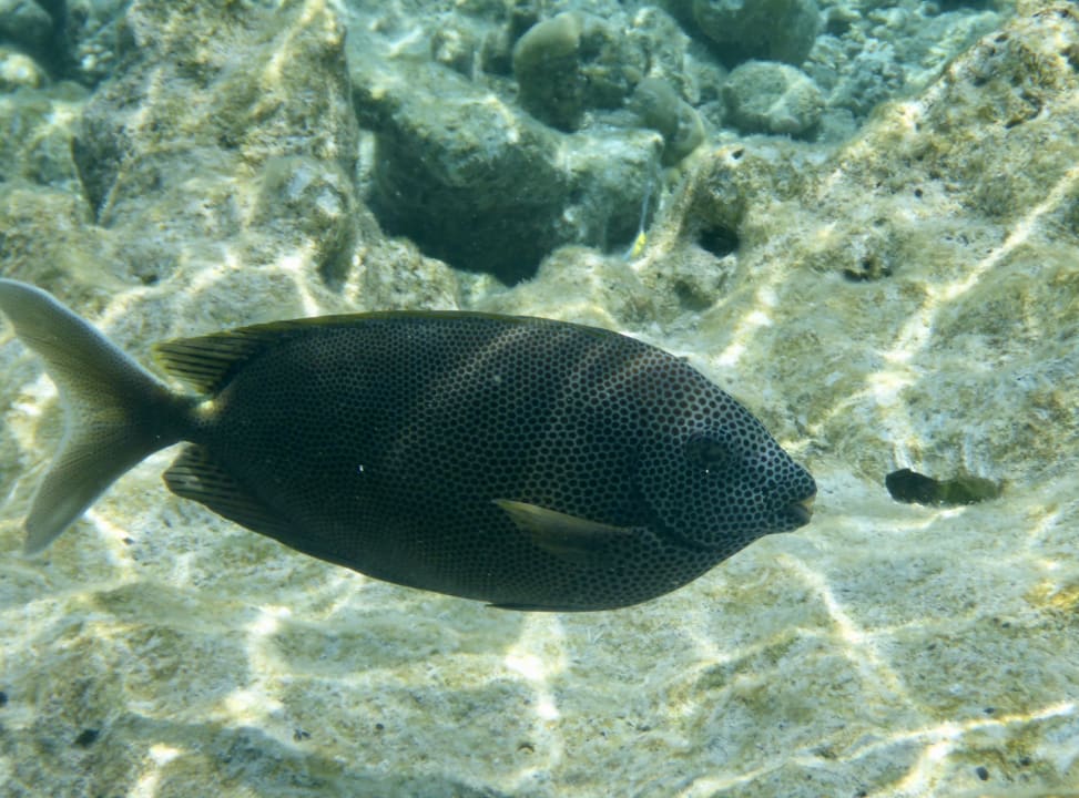 Sonstiges Vilamendhoo Island Resort & Spa