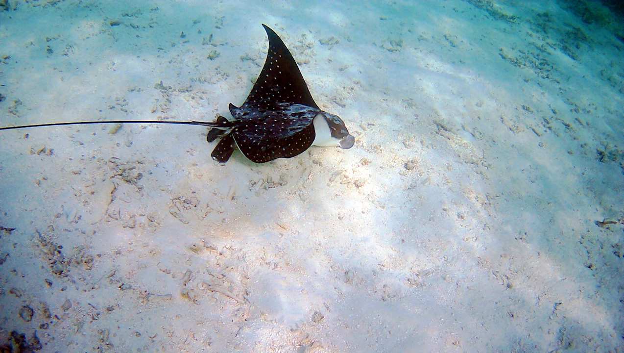 Sonstiges Vilamendhoo Island Resort & Spa